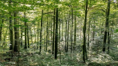 Reinigung mit Wasser - so hilft Geberit AquaClean Holz zu sparen