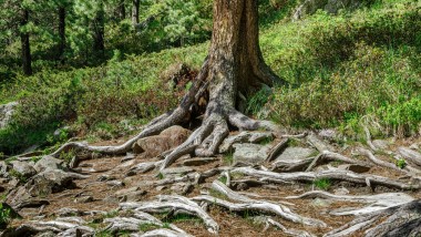 Reinigung mit Wasser - so hilft Geberit AquaClean Holz zu sparen